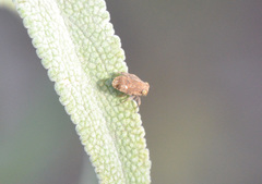 Dictyobia semivitrea