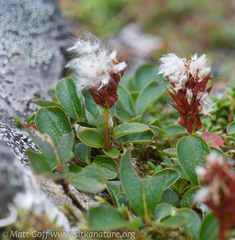 Salix stolonifera