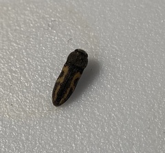 Acmaeodera ligulata