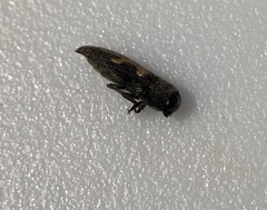 Acmaeodera ligulata