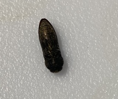 Acmaeodera ligulata