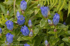 Gentiana platypetala