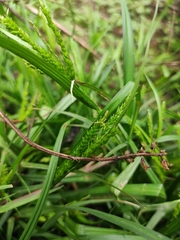 Carex ischnostachya