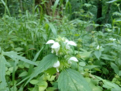 Lamium flexuosum