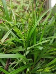 Carex ischnostachya