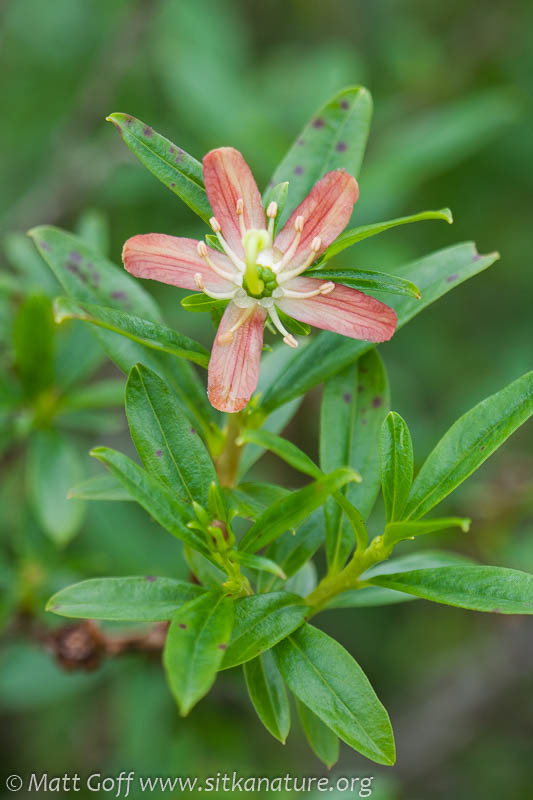 Elliottia (Ericaceae (Heath) of the Pacific Northwest) · iNaturalist