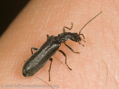 Dichelotarsus piniphilus