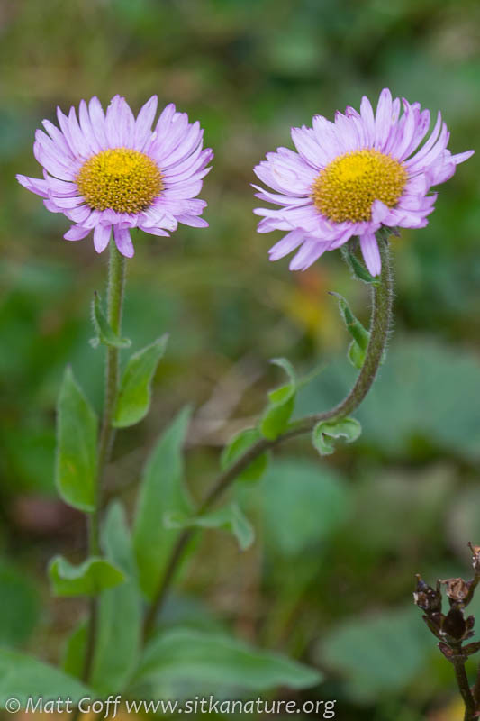 Erigeron peregrinus