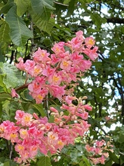 Aesculus × carnea