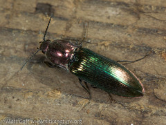 Nitidolimonius resplendens