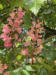 Aesculus × carnea