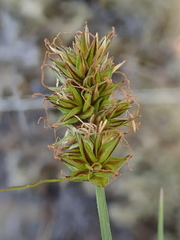 Carex hoodii