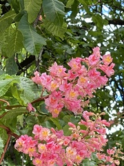 Aesculus × carnea
