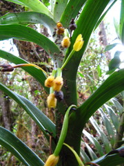 Maxillaria aurea