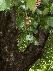Aesculus × carnea
