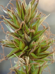 Carex hoodii