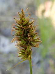 Carex hoodii