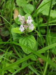 Scutellaria indica