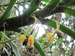 Maxillaria aurea
