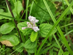 Scutellaria indica
