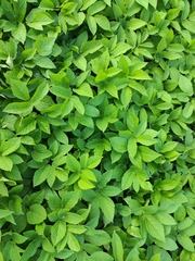 Aegopodium podagraria