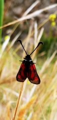 Zygaena sarpedon