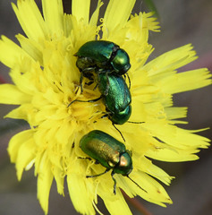 Cryptocephalus aureolus