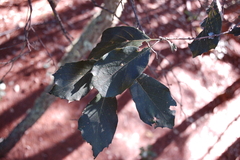 Quercus scytophylla