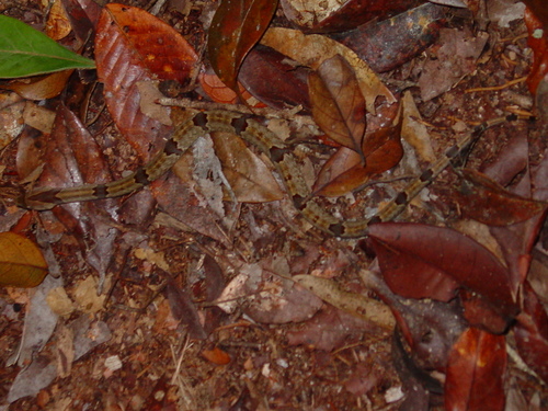 Oligodon purpurascens