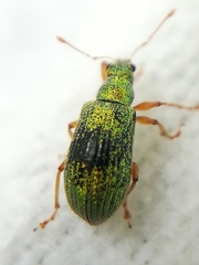 Polydrusus pterygomalis