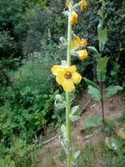 Verbascum boerhavii