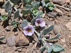 Melosperma andicola
