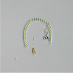 Cyanothrix cavanillesii