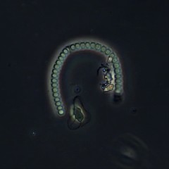 Cyanothrix cavanillesii