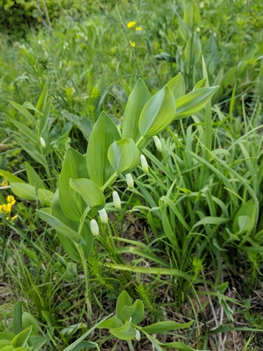 Kokorík voňavý (Polygonatum odoratum)