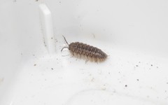 Armadillidium insulanum