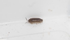Armadillidium insulanum