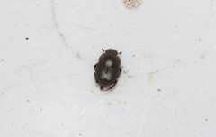 Euonthophagus atramentarius