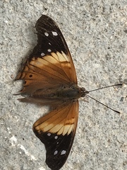 Asterocampa idyja argus