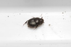 Euonthophagus atramentarius