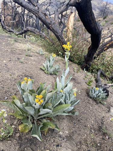 San Gabriel ragwort (Senecio astephanus)