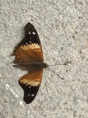 Asterocampa idyja argus