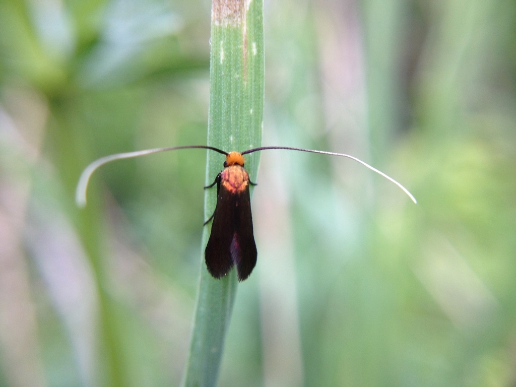 Cauchas canalella