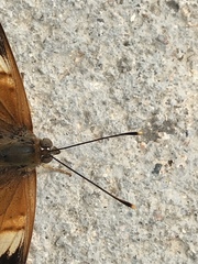 Asterocampa idyja argus