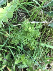 Matricaria discoidea