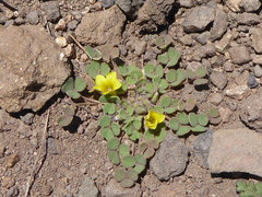Oxalis compacta
