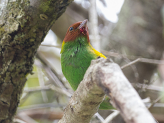 Tangara gyrola