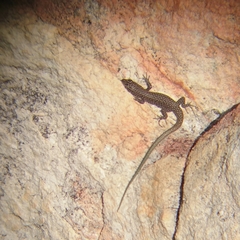 Australolacerta australis