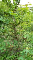 Tetraneura caerulescens