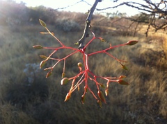 Fouquieria macdougalii